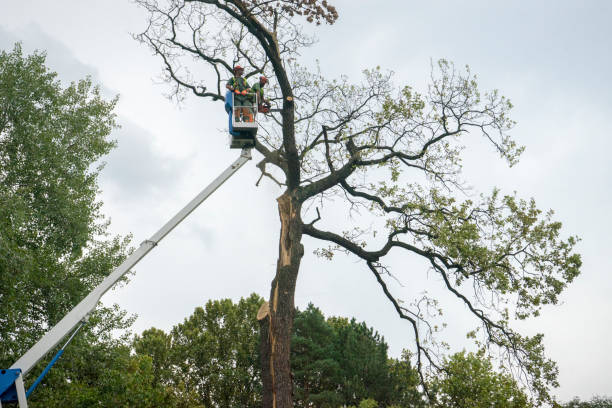 Best Fruit Tree Pruning  in Sellersville, PA