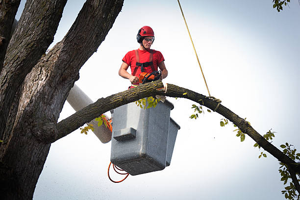 How Our Tree Care Process Works  in  Sellersville, PA